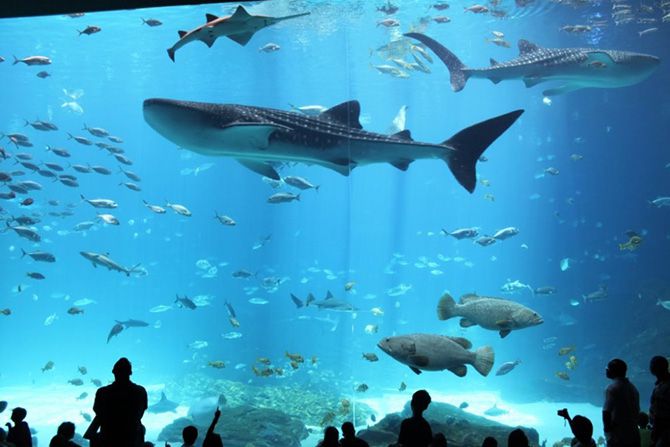 The Georgia Aquarium Trip Recap