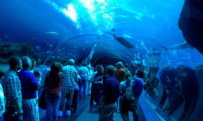 The Georgia Aquarium Trip Recap